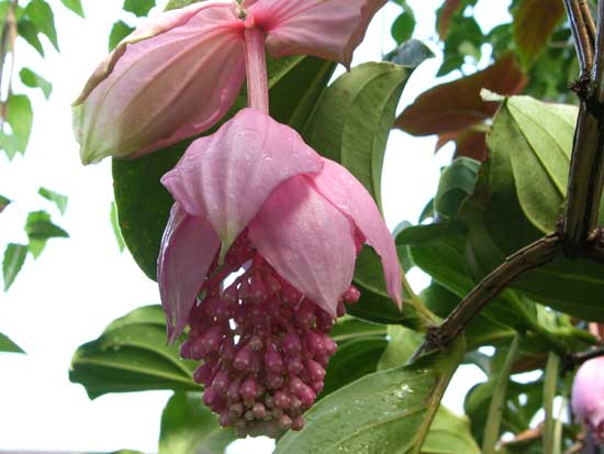 Medinilla