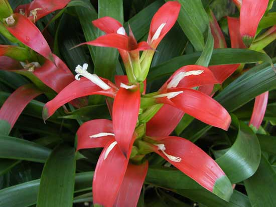 Bromelia