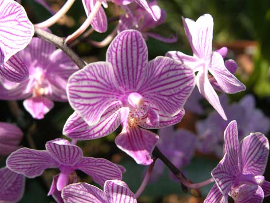 Phalaenopsis