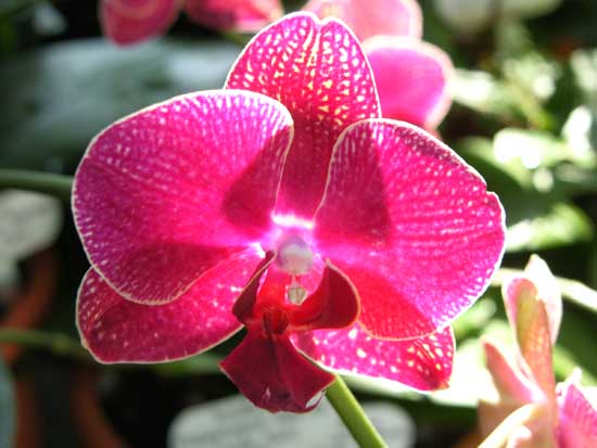 Phalaenopsis