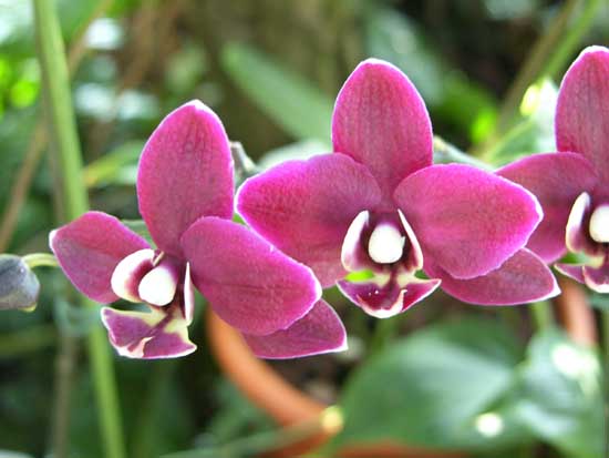 Phalaenopsis