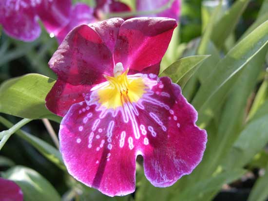 Miltonia