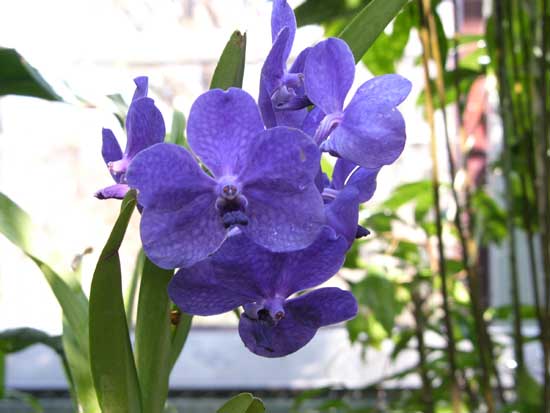 Vanda