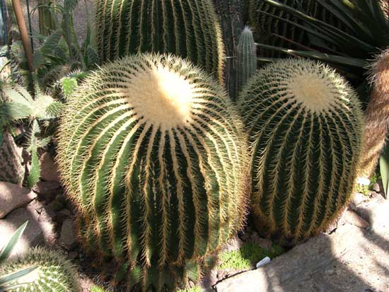 Echinocactus grusonii