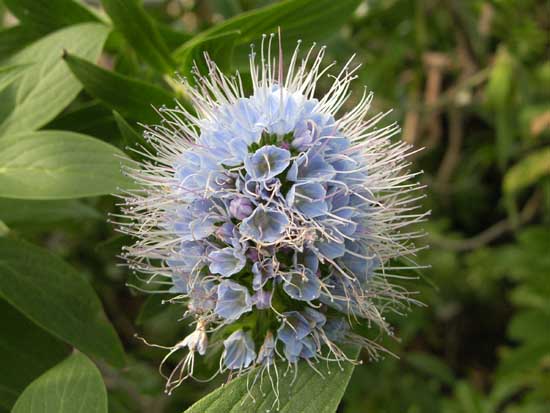 Echium