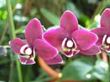 Phalaenopsis