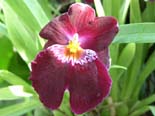 Miltonia