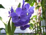 Vanda