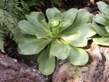 Aeonium